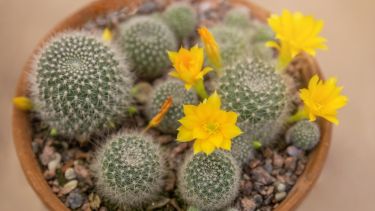 Si buscás sumar una planta que no te complique y al mismo tiempo embellezca tu casa, esta puede ser una gran elección.

