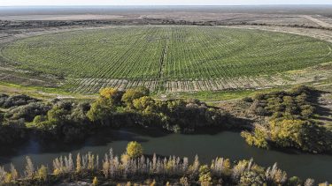 Negro Muerto, el emblema del nuevo horizonte agrícola de Choele