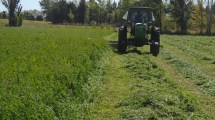 Imagen de Todos los ojos en la alfalfa: una apuesta fuerte en la región