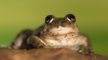 Imagen de Qué hace que la rana del Valcheta sea un símbolo de conservación global