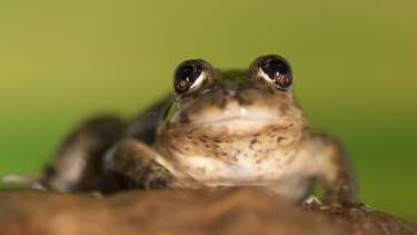 La Ranita de Valcheta es una especie críticamente amenazada exclusiva de Río Negro/ F. Kacoliris