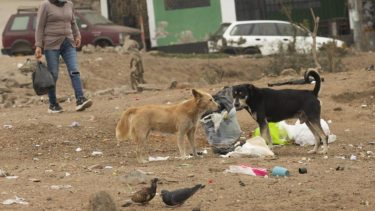 Denuncian envenenamiento "masivo" de perros en Choele Choel.