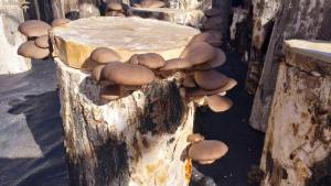 Las gírgolas asoman diversificando la producción en Neuquén