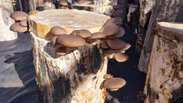 Gírgolas, hongos comestibles de gran valor nutricional.