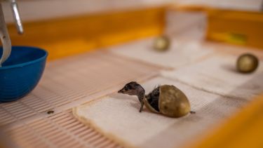 Tras más de dos meses de cuidados a tiempo completo, tres juveniles alcanzaron el peso ideal para ser liberados. Foto: gentileza