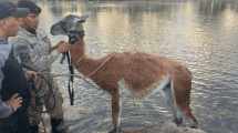 Imagen de Un guanaco apareció en la escollera de un balneario de Neuquén: fue rescatado por personal de Defensa Civil