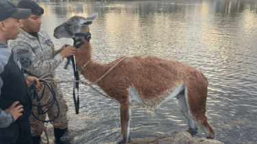 El guanaco fue liberado en la zona de Auca Mahuida, un área Protegida. Foto: gentileza.