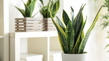 Plantas para interiores. 