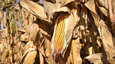 Maíz en Río Negro: cuál es el costo por hectárea y el rendimiento de indiferencia en Valle Inferior