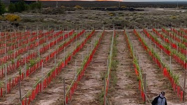 Patritti y una nueva oportunidad para producir vinos