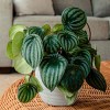Imagen de La planta “cucharita” que indica cuándo regarla: fácil de cuidar y perfecta para interiores