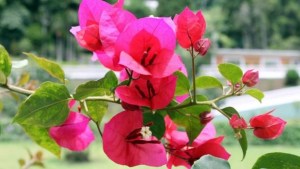 Santa Rita: mitos y verdades de la planta que «te da, pero también te quita»