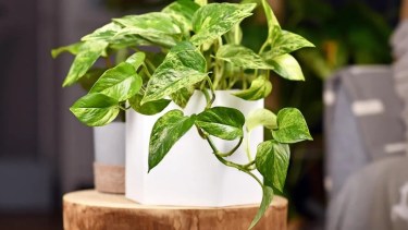 Plantas que casi no necesitan sol para vivir. 