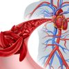 Imagen de La verdura económica que recomiendan para controlar la presión arterial