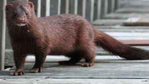 El visón americano, la plaga de la Patagonia: cómo es el plan para controlar la población