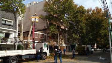 Poda en Neuquén: quedó abierta la inscripción para gestionar erradicaciones y poda de árboles de vereda