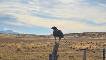 De frente al horizonte, el ñanco se dejó rodear por el viento patagónico antes de levantar vuelo. Foto: Captura. 