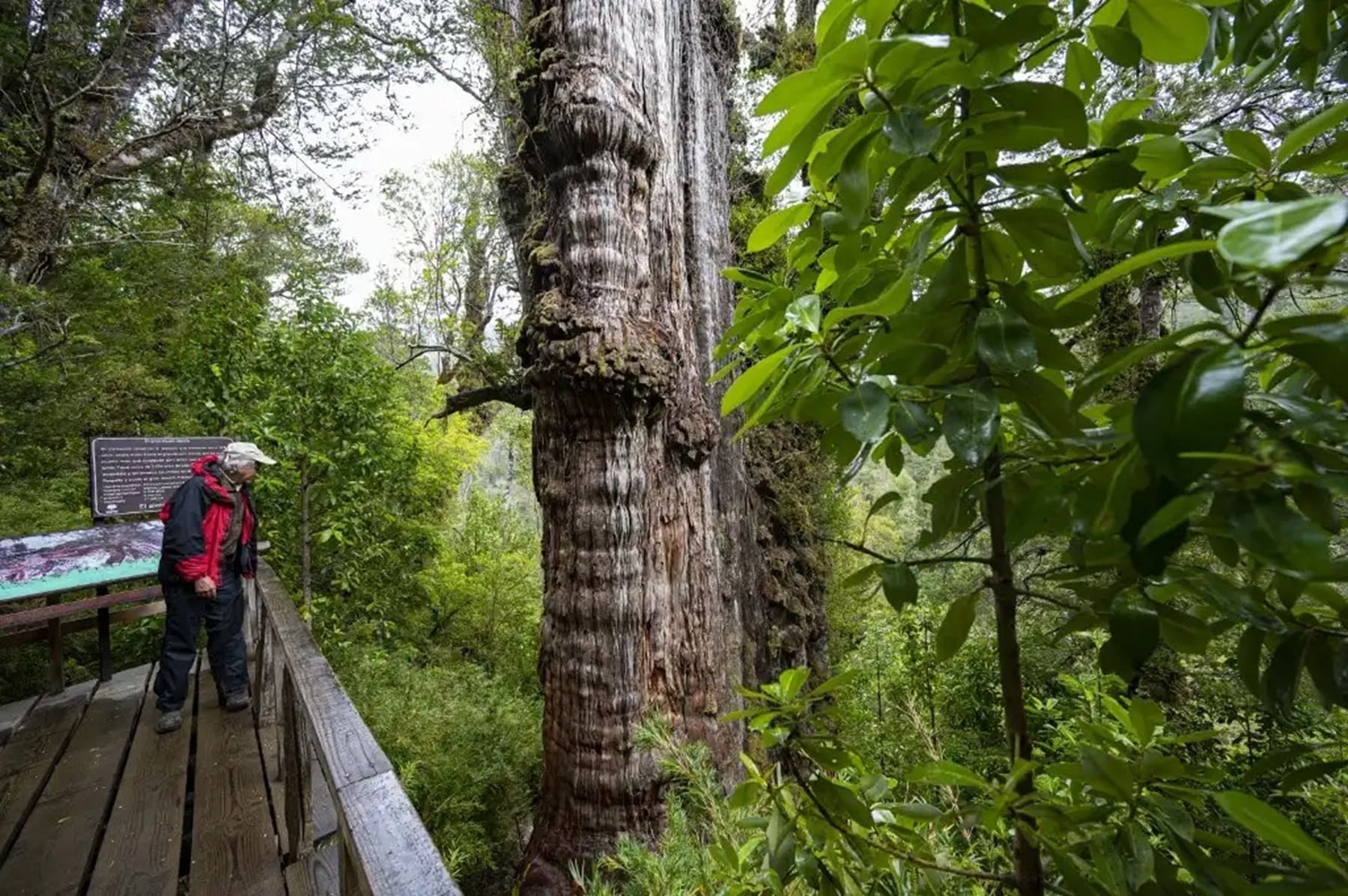 El árbol más viejo del mundo en peligro por una decisión del Gobierno de Chile. Foto: archivo (