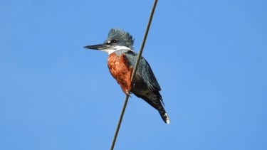 Fascinados por las aves: clubes y expertos se sumaron al Global Big Day patagónico