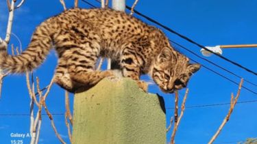 Video | ¡Lo más lindo que vas a ver hoy! Un gato montés sorprendió a los vecinos de Sierra Grande