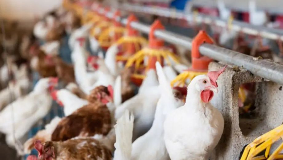 Confirmaron un caso de gripe aviar en Brasil. Foto:: Gentileza Agencia Shutterstock