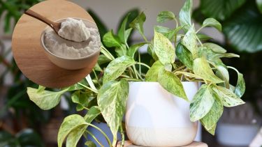 Aunque el bicarbonato es un producto natural y seguro, su uso excesivo puede desequilibrar el suelo o provocar quemaduras leves en las hojas. Por eso, es importante seguir algunas recomendaciones:

