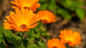 Ni jardín apagado ni plantas que se secan: la especie que resiste heladas y florece todo el invierno