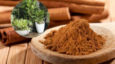 Una aplicación cada 2 o 3 semanas es suficiente en invierno, y solo si hay exceso de humedad o síntomas visibles de hongos.