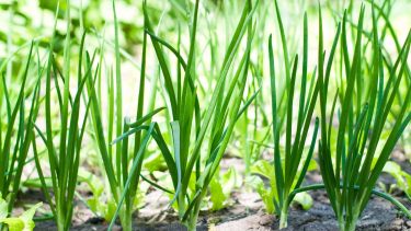 Huerta en casa: qué sembrar en junio para tener rápido tu propia producción