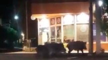 Imagen de Video: ¿Jabalíes en pleno centro de Las Grutas? Una piara de estos animales fue filmada por vecinos del balneario