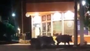 Video: ¿Jabalíes en pleno centro de Las Grutas? Una piara de estos animales fue filmada por vecinos del balneario