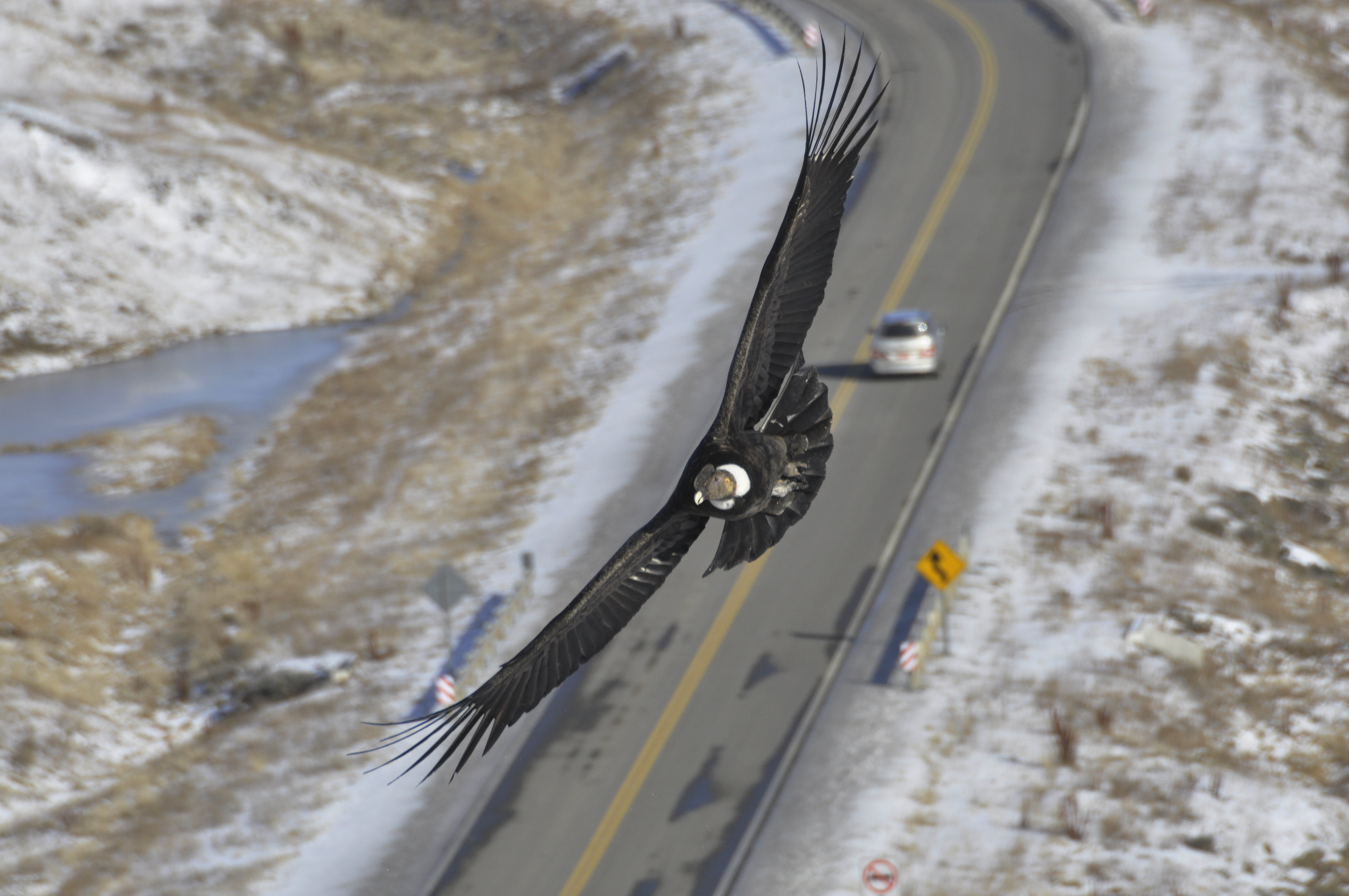 Este pueblo de Santa Cruz alberga cientos de cóndores y sueña con ser la capital nacional de la especie