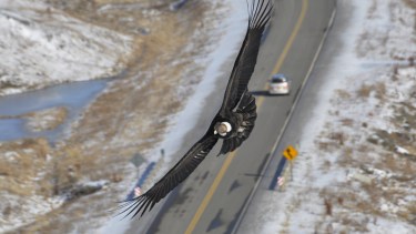Condor Andino en 28 de Noviembre. Foto: Franco Paz. 