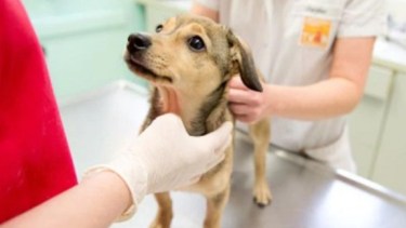 Castraciones gratis para mascotas de Cipolletti.-