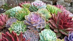 Según el Feng Shui: ¿Qué significa tener una planta suculenta en la entrada de la casa?