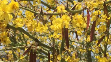 Floración explosiva: la planta nativa que llena tu jardín de amarillo sin casi riego

