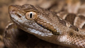 Qué hay que saber sobre las serpientes venenosas de Río Negro