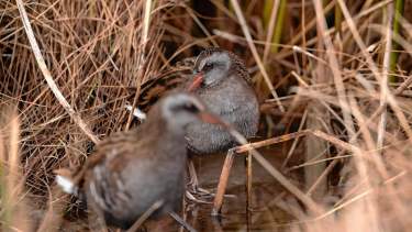 Las pequeñas gallinetas australes viven entre los juncales en la Patagonia. Foto: gentileza Franco Bucci. 