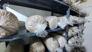 Gírgolas: la joya gourmet de producción sustentable que se produce en San Patricio del Chañar