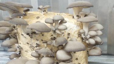 Gírgolas, una opción rentable y sustentable.