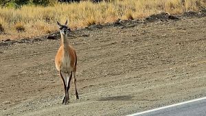 Riesgo en la Ruta 237: alertan por guanacos sueltos camino a Bariloche y Villa La Angostura