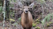 Imagen de ¡Nueva visita del animal más esperado! El huemul Newenche que vino de Chile fue otra vez visto en el parque Lanín
