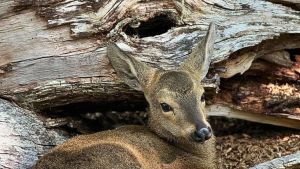 El rincón de la Patagonia donde se crían huemules en peligro de extinción: ya nació una quinta cría
