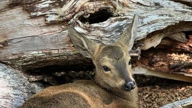 Coihue, la nueva cría de huemul nació en enero. Foto: gentileza