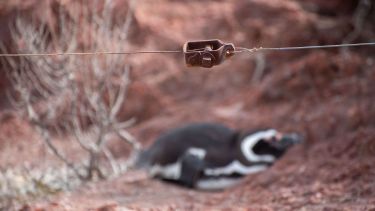 Pingüinos de Punta Tombo: la justicia confirmó y sancionó un ecocidio en histórico fallo