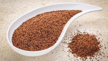 En tiempos donde el cerebro necesita estar más activo que nunca, este cereal ancestral puede marcar la diferencia.