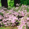 Imagen de La planta arbustiva que crece rápido, perfuma todo el jardín y soporta bajas temperaturas
