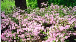 La planta arbustiva que todos quieren en el jardín: crece rápido, perfuma y soporta el frío