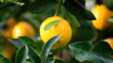 ¡En tiempo récord!: con este truco podés hacer crecer un limonero en 30 días