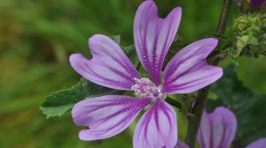Muchos la arrancan y no lo saben: la planta que alivia la garganta y mejora la digestión